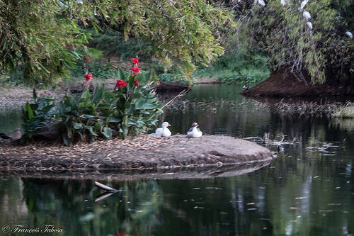 Animais no lago da UFCG