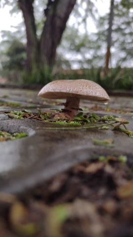 Cogumelo no inverno
